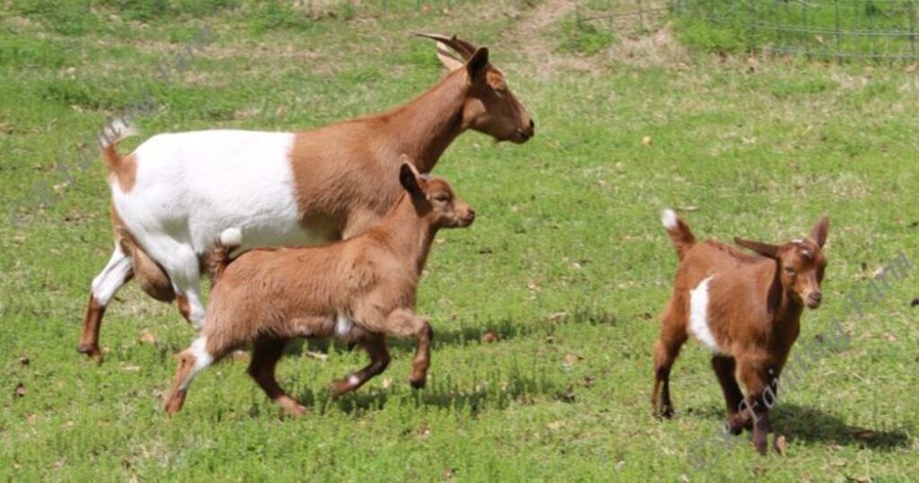 Goatlympics: The Athletic Side of Goats
